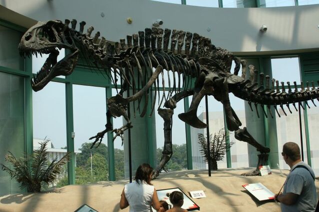 Acrocanthosaurus skeleton (1).jpg