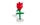 852786 Rose