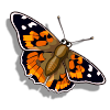 Painted Lady-icon.png