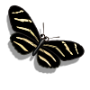 Zebra Butterfly-icon.png