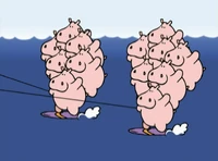 13Hippos