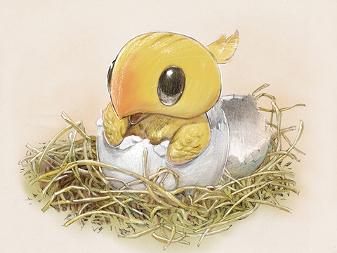 Championnat des Gargouilles - Saison 2013/2014 Chocobo_Hatchling