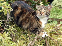 Climbing-tabby-cat