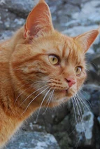 Inacatseye