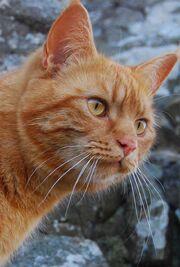 Inacatseye