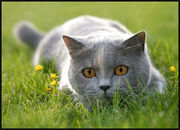 Cat-CatGreyLyingInGrassLooking02