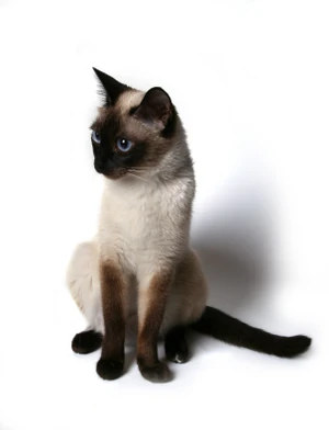 Siamese cat posing