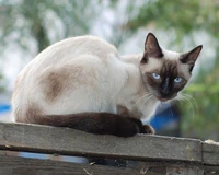 Seal Point Siamese