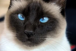 Siamese face