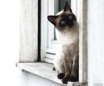 Traditional Siamese