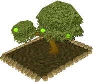 Apple tree