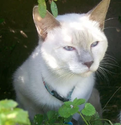 Lillac Point Siamese headshot