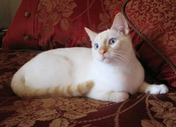 Flame Point Siamese