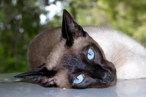 Siamese cat lying