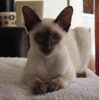 Chocolate Point Siamese