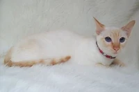 Red Point Siamese lying