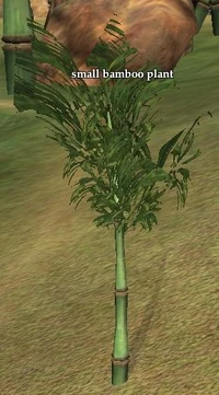 An example of the young bamboo shoots you need to collect.