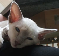 Cinnamon Tortie Tabby Point Siamese