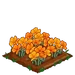 Golden Poppy extra100