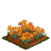 Golden Poppy 100
