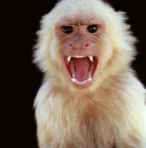 Angry-monkey-7399791