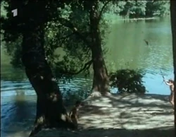 Woods