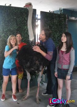 Ostrich