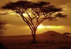 Sunset on Acacia Tree.jpg