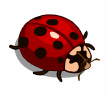 LadyBug-icon.png
