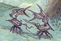 Yobshrimp.jpg