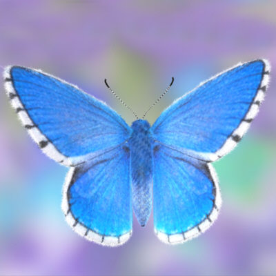 Adonis blue butterfly.jpg