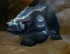 Cenarion Caretaker bear