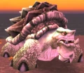 Coralshell Tortoise.jpg