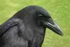 Crow787.jpg