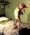 Dobyhousehabit.jpg