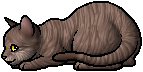 Die WindClan-Chroniken Birchfall.kit