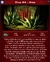 Aloe