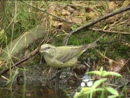 Female Crossbill