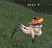 Amanita