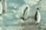 365-penguin-fall-in-ice-water.gif