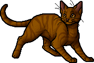 Die WindClan-Chroniken Brackenfur.apprentice