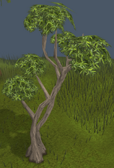 166px-Eucalyptus_Tree.png