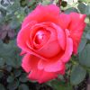 Rose avatar