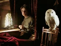 Harry-potter-hedwig.jpg