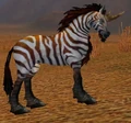 Zhevra Courser.jpg