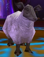 Aurosalia Lamb