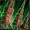 SeismicSpines SC2 Game1