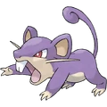 019Rattata