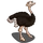 Male Ostrich