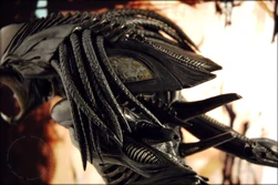 Predalien dan 02